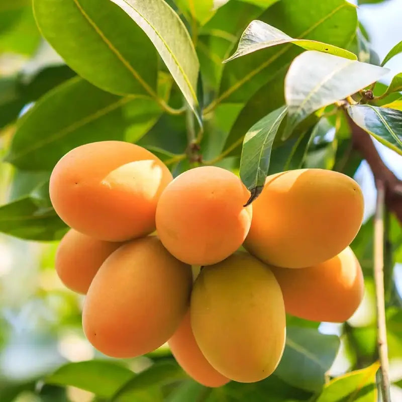 🥭Sweet Superior Pink Mango for Plant seeds