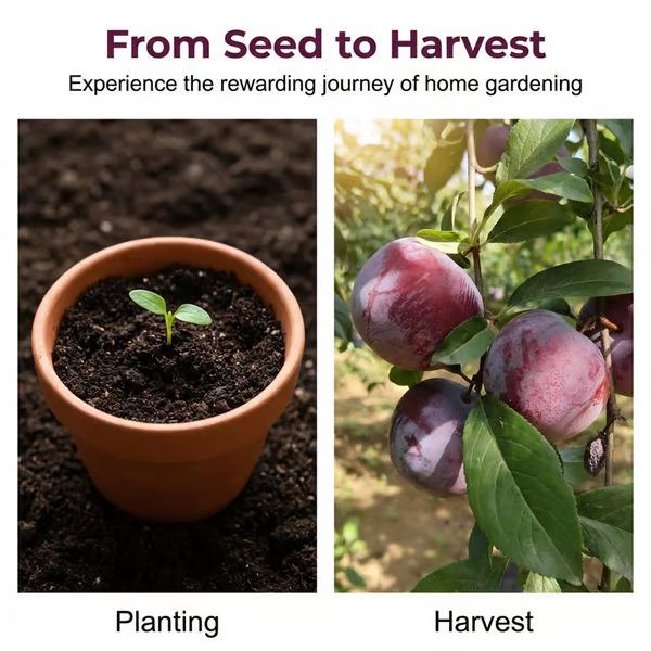 ⏰VIP Shipping Today Only⏰🍑 Heirloom Non-GMO Grafted Plum Tree Seeds