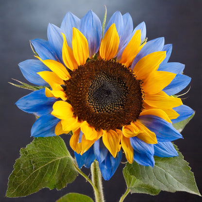 🔥Last Day 49% OFF-Midnight Blaze Sunflower Seeds