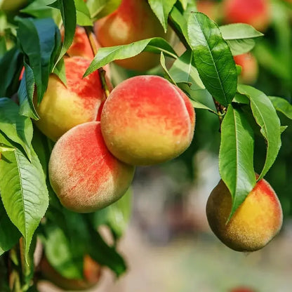 🔥 65K+ SOLD! 🍑 Heirloom "Honey Red" Dwarf Peach Seeds – Rare Red-Flesh Variety, Dwarf Container Friendly & Year-Round Planting 🌿
