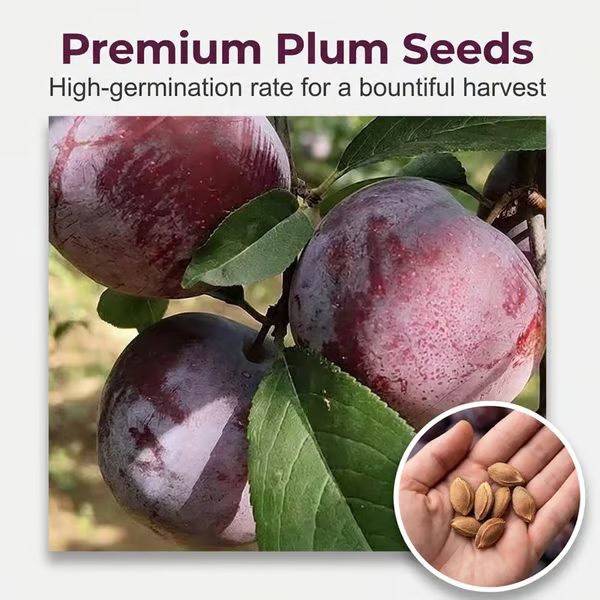 ⏰VIP Shipping Today Only⏰🍑 Heirloom Non-GMO Grafted Plum Tree Seeds
