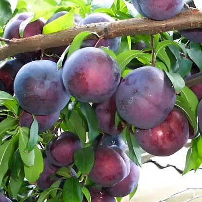 ⏰VIP Shipping Today Only⏰🍑 Heirloom Non-GMO Grafted Plum Tree Seeds