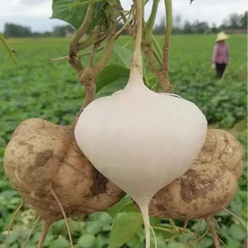 🌱 High-Quality Jicama Seeds | 1000 Pieces Non-GMO Hybrid Seeds, Ideal for Home Planting 🌿🍠-XLB