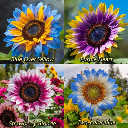 🔥Last Day 49% OFF-Midnight Blaze Sunflower Seeds