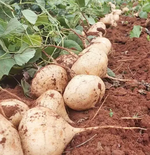🌱 High-Quality Jicama Seeds | 1000 Pieces Non-GMO Hybrid Seeds, Ideal for Home Planting 🌿🍠-XLB