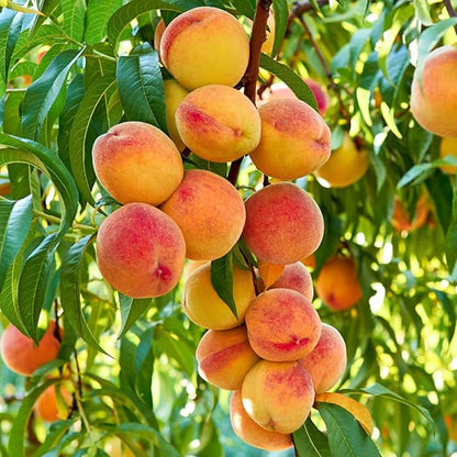 🔥🍑 Rare Honey Red Dwarf Peach Seeds – Sweet Fruit, Small Space Friendly