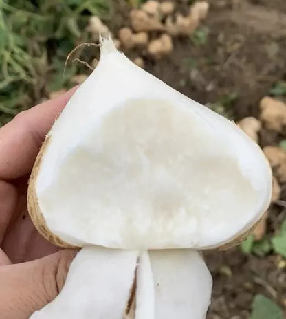 🌱 High-Quality Jicama Seeds | 1000 Pieces Non-GMO Hybrid Seeds, Ideal for Home Planting 🌿🍠-XLB