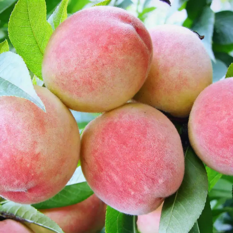 🍑 Peach Plant Kit | Sweet & Juicy Fruit for Your Home Orchard🏡