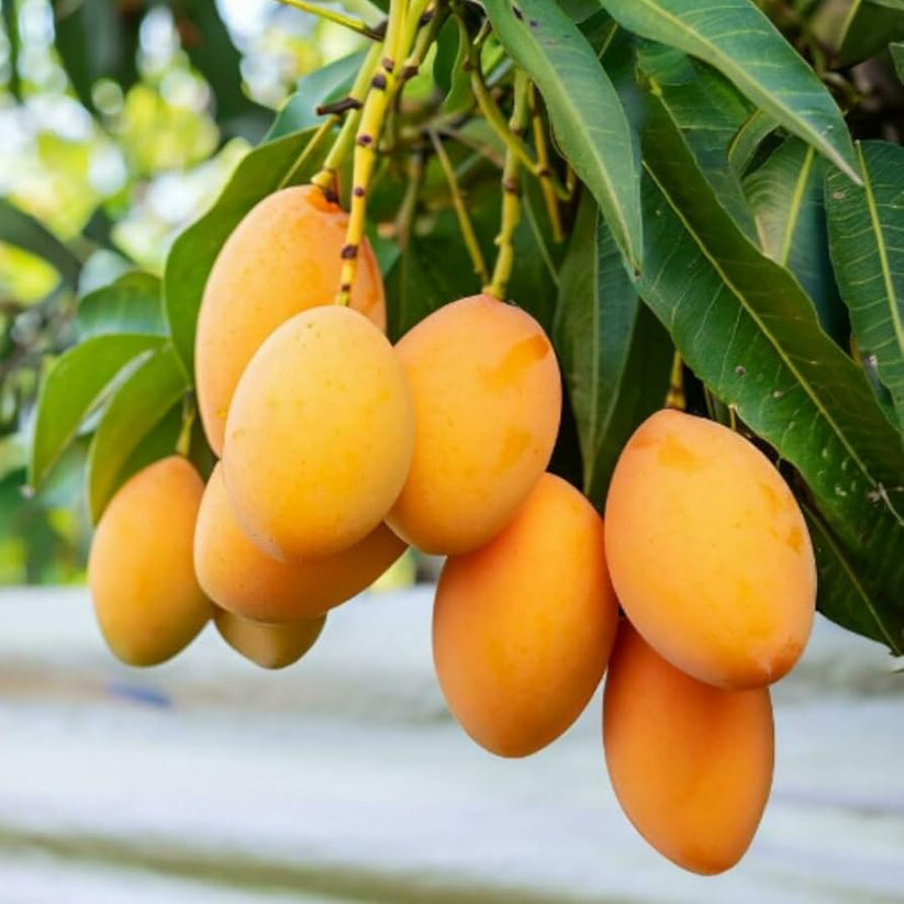 🥭Sweet Superior Pink Mango for Plant seeds
