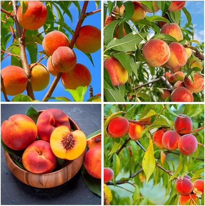 🔥🍑 Rare Honey Red Dwarf Peach Seeds – Sweet Fruit, Small Space Friendly