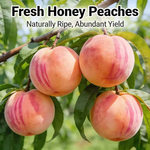 🍑 Peach Plant Kit | Sweet & Juicy Fruit for Your Home Orchard🏡