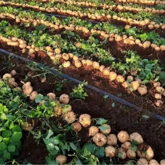 🌱 High-Quality Jicama Seeds | 1000 Pieces Non-GMO Hybrid Seeds, Ideal for Home Planting 🌿🍠-XLB
