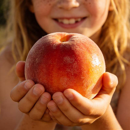 🔥🍑 Rare Honey Red Dwarf Peach Seeds – Sweet Fruit, Small Space Friendly