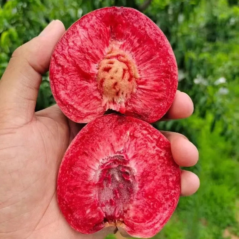 🍑 Peach Plant Kit | Sweet & Juicy Fruit for Your Home Orchard🏡