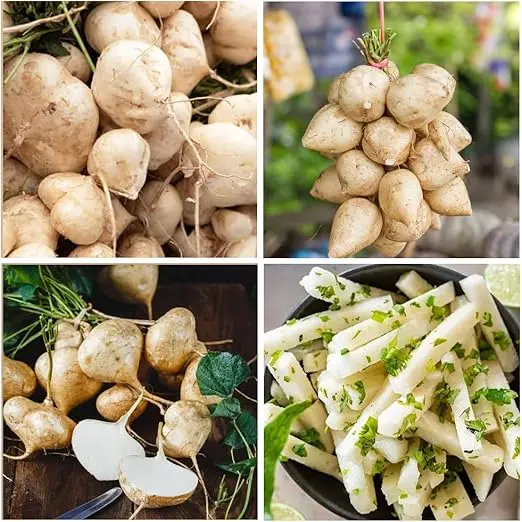 🌱 High-Quality Jicama Seeds | 1000 Pieces Non-GMO Hybrid Seeds, Ideal for Home Planting 🌿🍠-XLB