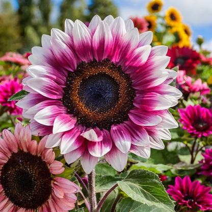 🔥Last Day 49% OFF-Midnight Blaze Sunflower Seeds