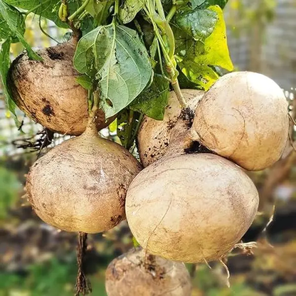 🌱 High-Quality Jicama Seeds | 1000 Pieces Non-GMO Hybrid Seeds, Ideal for Home Planting 🌿🍠-XLB