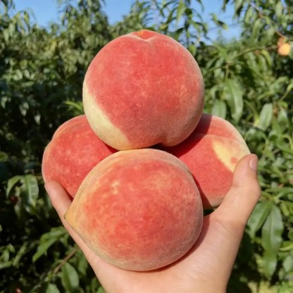 🔥 65K+ SOLD! 🍑 Heirloom "Honey Red" Dwarf Peach Seeds – Rare Red-Flesh Variety, Dwarf Container Friendly & Year-Round Planting 🌿