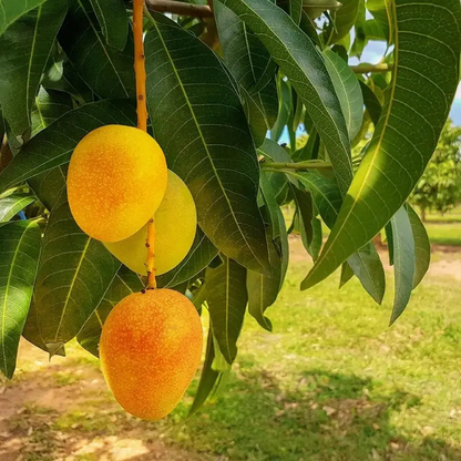 🥭Sweet Superior Pink Mango for Plant seeds