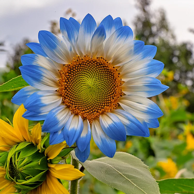 🔥Last Day 49% OFF-Midnight Blaze Sunflower Seeds