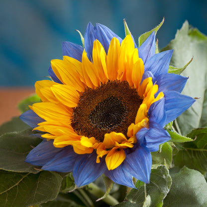 🔥Last Day 49% OFF-Midnight Blaze Sunflower Seeds