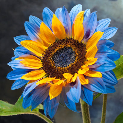 🔥Last Day 49% OFF-Midnight Blaze Sunflower Seeds