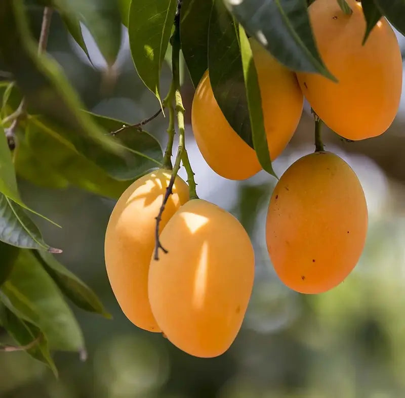 🥭Sweet Superior Pink Mango for Plant seeds