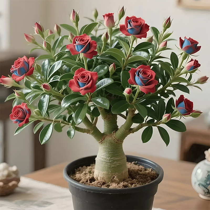 🌵🌺Desert Rose Bulbs
