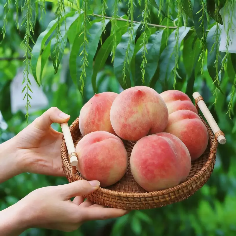 🔥 65K+ SOLD! 🍑 Heirloom "Honey Red" Dwarf Peach Seeds – Rare Red-Flesh Variety, Dwarf Container Friendly & Year-Round Planting 🌿