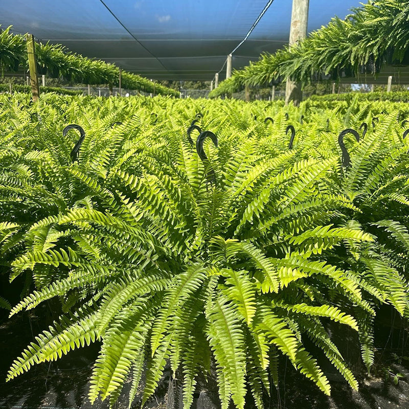 🔥 $9.96 On Sale Only Today 🌱 UV-Resistant Lifelike Artificial Boston Fern