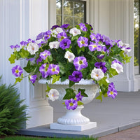 Purple and white